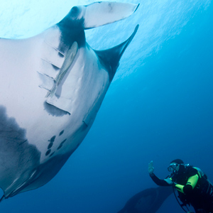 Giant mantas being friendly with a diver
