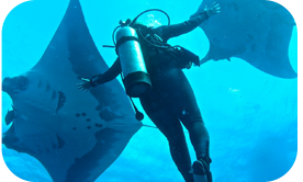 Get up close and personal with giant mantas