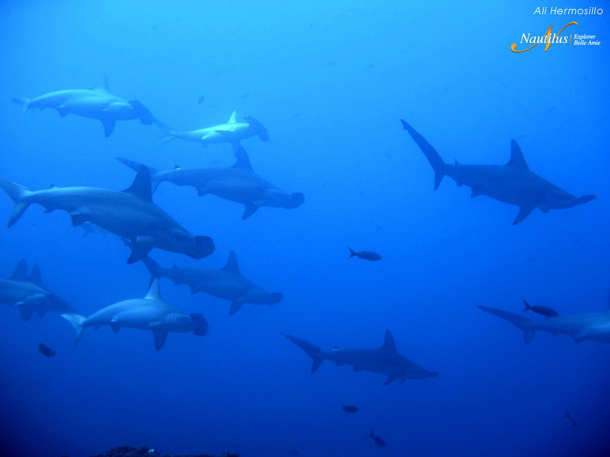 Hammersharks at Socorro