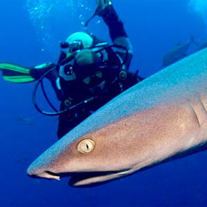 White tipped shark alongside a diver