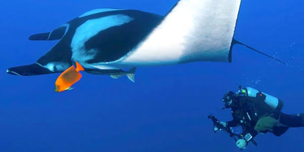 A diver swimming alongside a giant manta and an orange fish