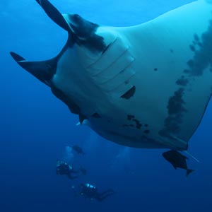 Giant mantas and two divers in the background