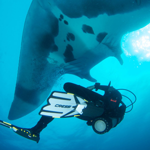 Diver swimming underneath a giant pacific manta