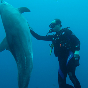 Diver touching a dolphin's belly