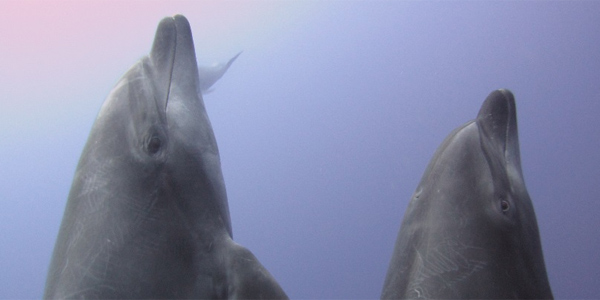Closeups of two dolphins
