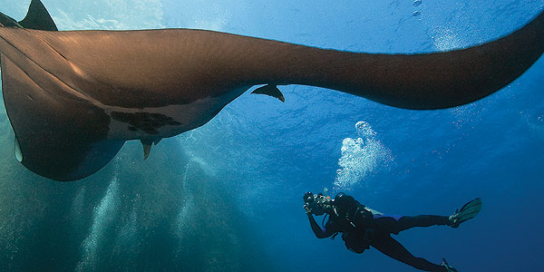 Swiming with giant mantas