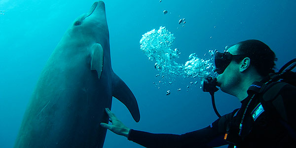 Playful pelagic dolphins