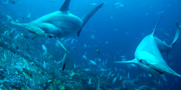 Two hammerhead sharks underwater