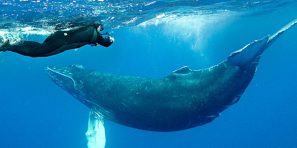 Humpback whale and diver