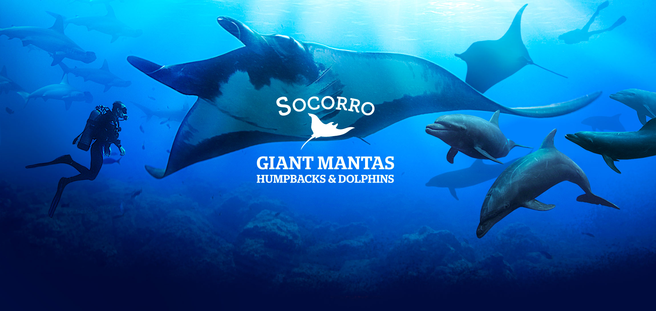 Diver swimming with a giant mantas and dolphins at Socorro