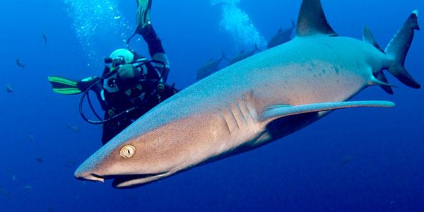 Diver interacting with white tipped shark of Socorro